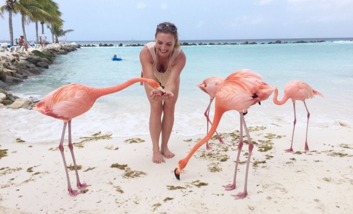 Dream Job - Get Paid to Play with Flamingos.
