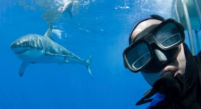 Top 10 Places in the World to Swim with Sharks | This is Italy
