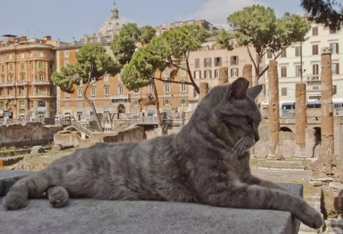 Rome's (Italy) Cat Sanctuary | This is Italy